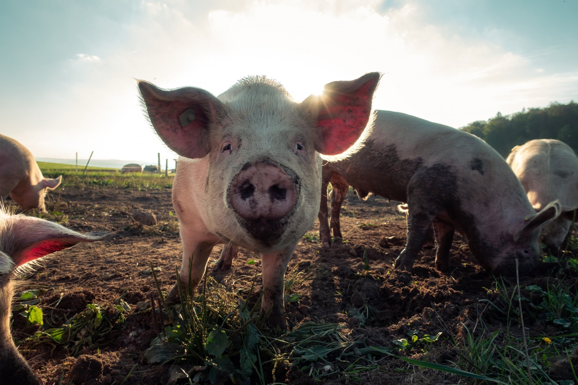 closeup image of a pig